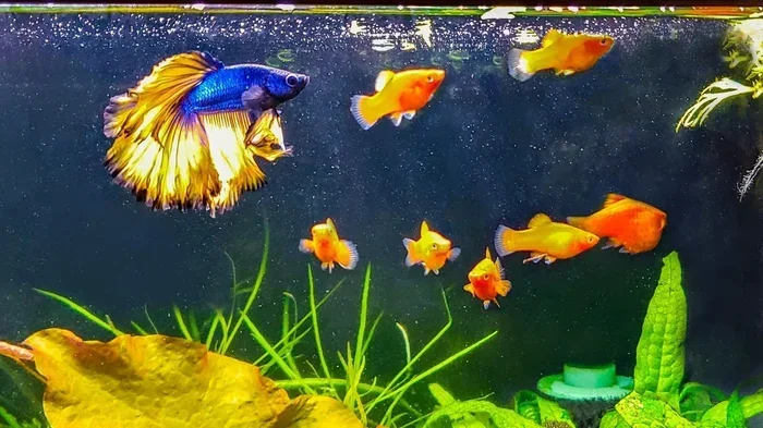 Can Any Betta Fish Live Together