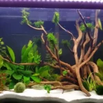 Can Betta Fish Be in the Same Tank
