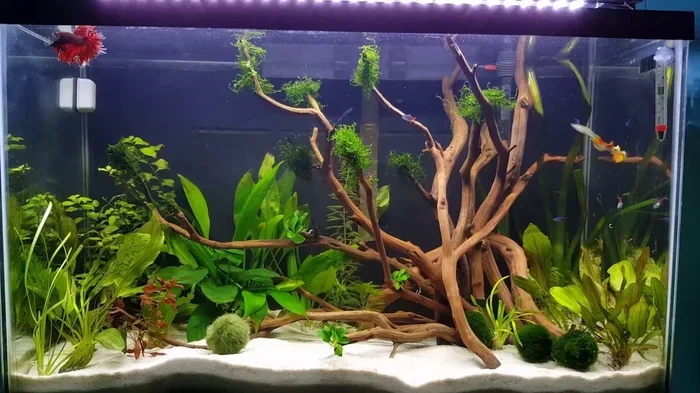Can Betta Fish Be in the Same Tank