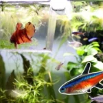 Can Betta Fish Be Kept with Other Fish