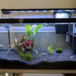 Can Betta Fish Coexist with Other Fish