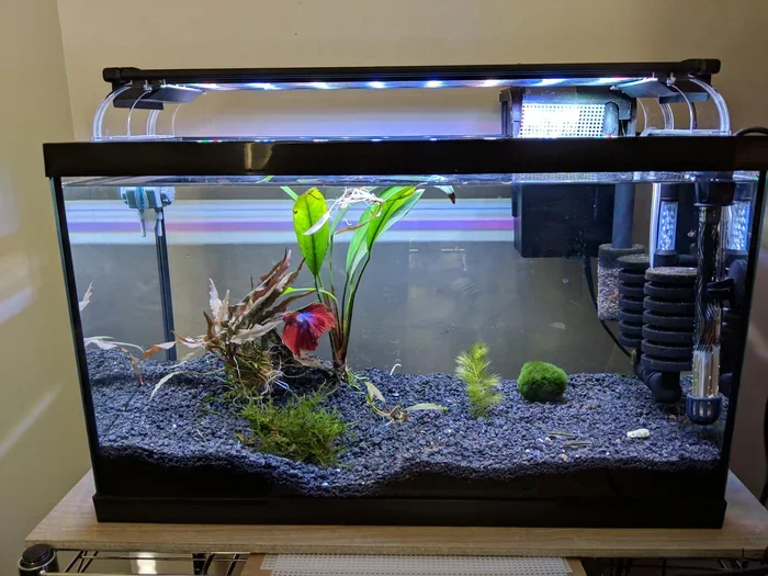 Can Betta Fish Coexist with Other Fish