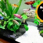 Can Betta Fish Cohabitate