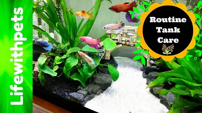 Can Betta Fish Cohabitate
