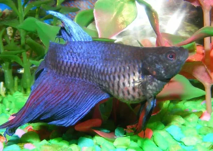How to Unconstipate a Betta Fish