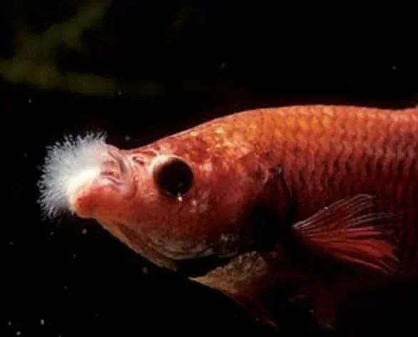 How to Treat Cotton Mouth in Betta Fish