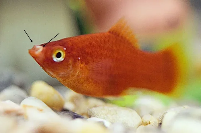 How to Treat Cottonmouth in Betta Fish