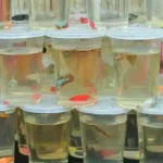Is Betta Fish Abuse in Walmart Still Happening