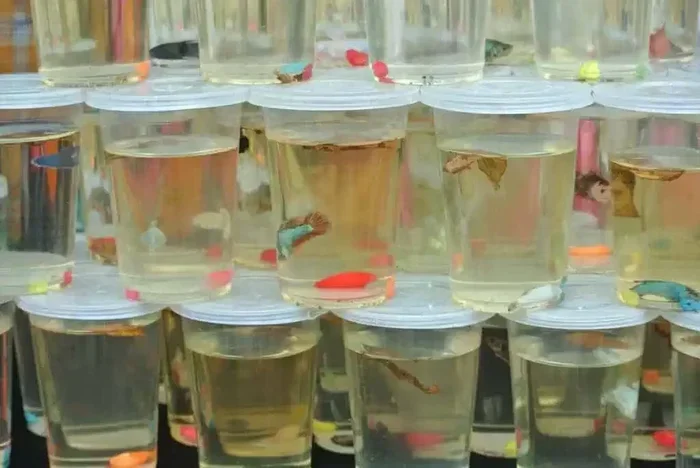 Is Betta Fish Abuse in Walmart Still Happening