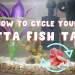 Should You Cycle an Aquarium with Betta Fish