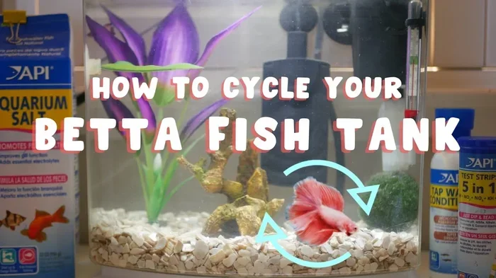 Should You Cycle an Aquarium with Betta Fish