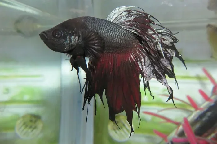 What Causes Betta Fish to Lose Their Fins
