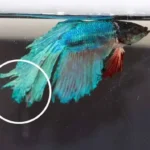 How to Stop Betta Fish from Biting Tail