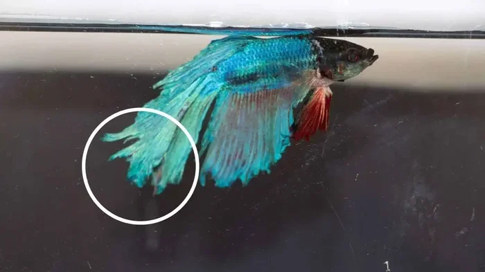 How to Stop Betta Fish from Biting Tail