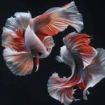 How to Teach a Betta Fish to Dance