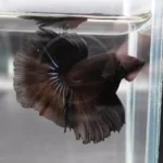 Should Betta Fish See in the Dark