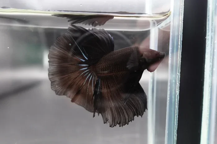 Should Betta Fish See in the Dark