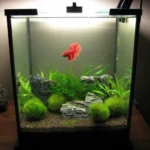 Can Betta Fish Be in the Dark at Night