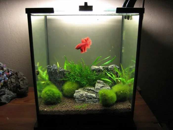 Can Betta Fish Be in the Dark at Night