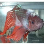 How Long Does It Take a Betta Fish to Decompose