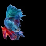 What Causes Diamond Eye in Betta Fish