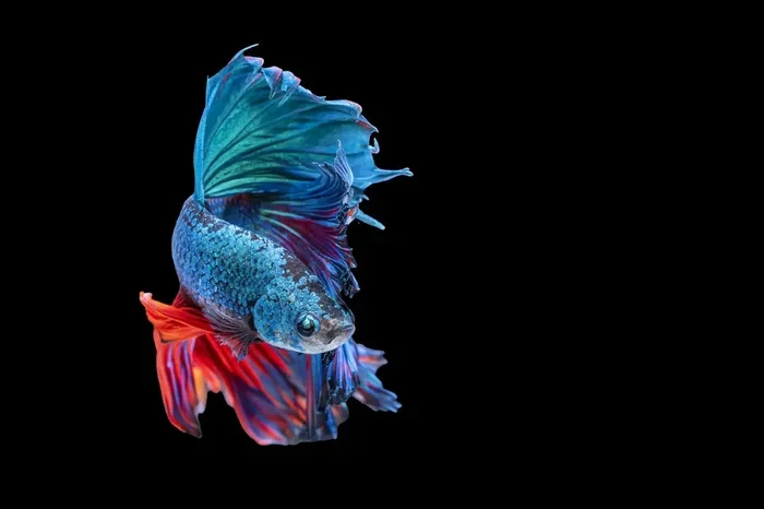 What Causes Diamond Eye in Betta Fish