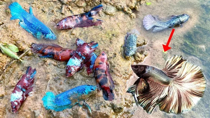 Do Betta Fish Dig Holes and Why They Do It at Home