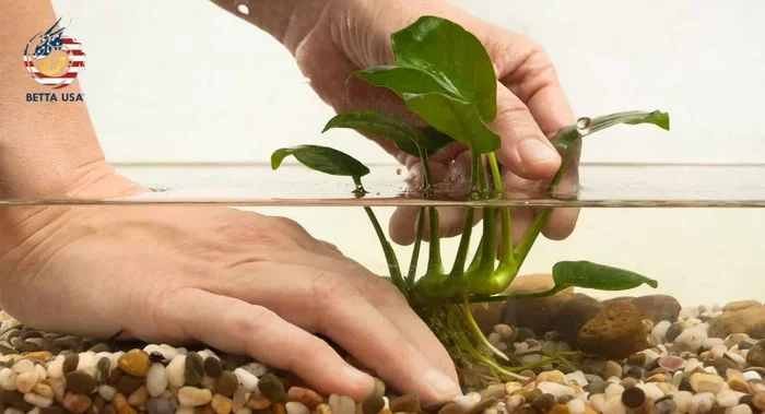 Do Betta Fish Burrow Here Is What You Need to Know