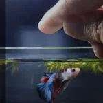 Can Betta Fish Do Tricks
