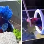 How to Teach a Betta Fish to Do Tricks