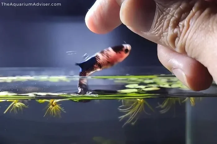 How to Teach Betta Fish to Do Tricks