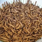 Can Betta Fish Eat Dried Mealworms