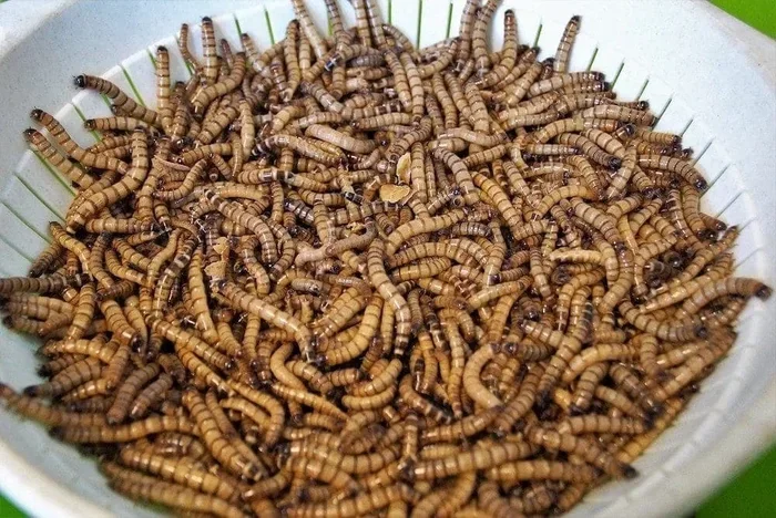 Can Betta Fish Eat Dried Mealworms