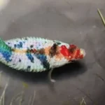 Is Betta Dropsy Contagious to Other Fish