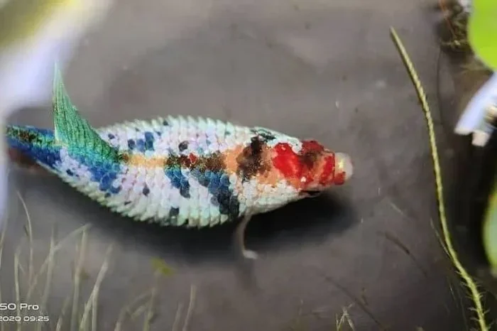 Is Betta Dropsy Contagious to Other Fish