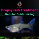 How to Treat a Betta Fish with Dropsy