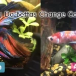 Do Betta Fish Change Color When They Die Causes Explained