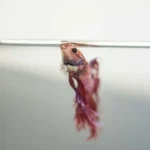 What Causes My Betta Fish to Die