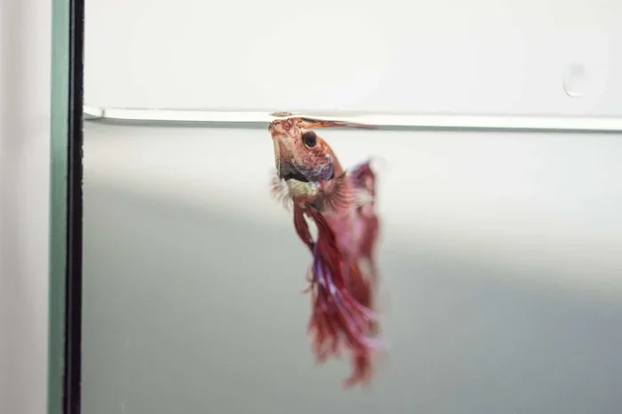 What Causes My Betta Fish to Die