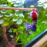 Can Betta Fish Eat
