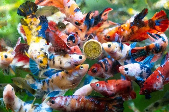 What to Feed Betta Fish When Out of Food
