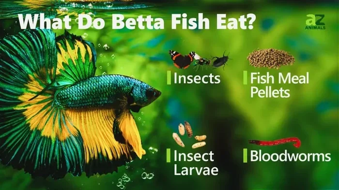 How Do I Know If My Betta Fish Is Eating