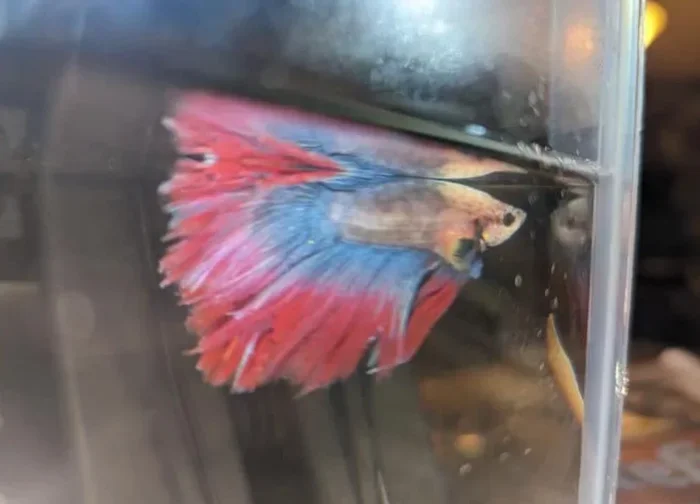 How Much Aqueon Should I Feed My Betta Fish