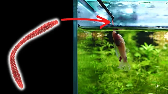 How Many Bloodworms Do You Feed a Betta Fish