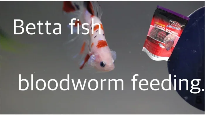 How Many Bloodworms for Betta Fish