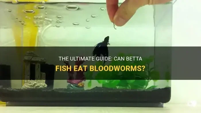 How Many Bloodworms to Feed My Betta Fish