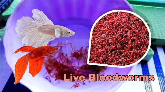 Are Bloodworms Good for Betta Fish