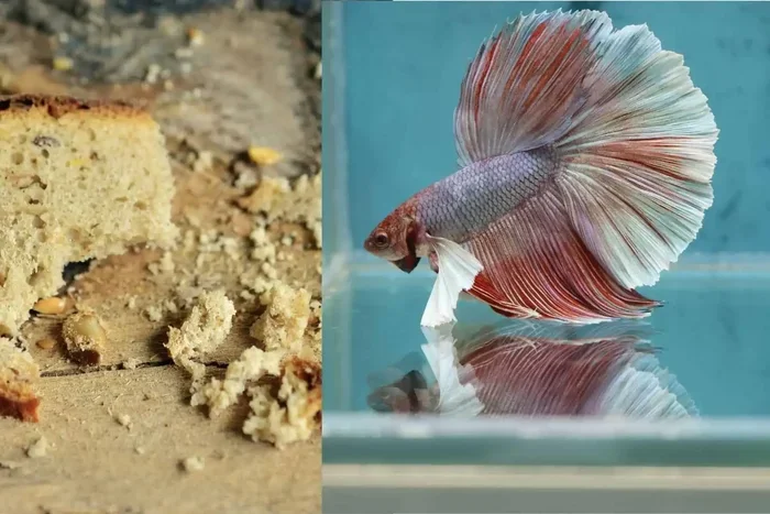 What Can Betta Fish Eat Bread