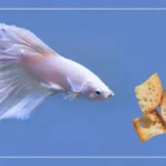 Can Betta Fish Eat Bread Crumbs