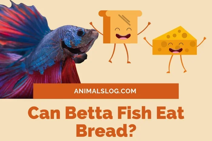 What Can You Feed Betta Fish Bread